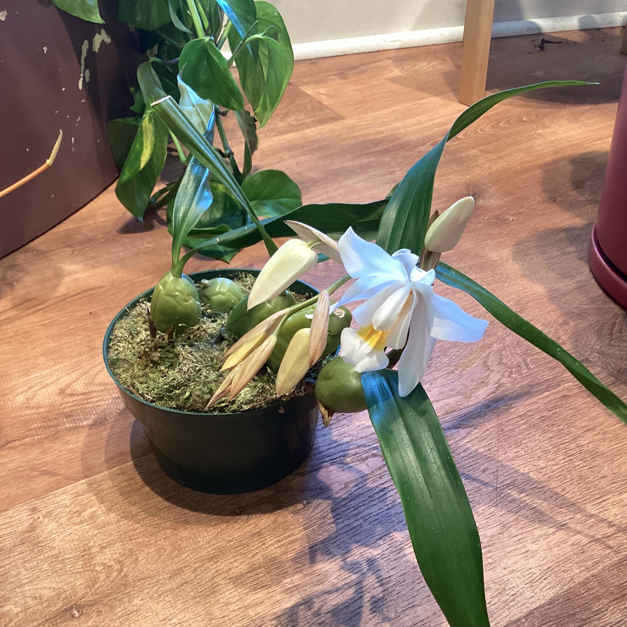 Coelogyne cristata ‘The Queen’