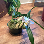 Load image into Gallery viewer, Coelogyne cristata ‘The Queen’
