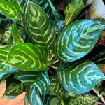 Load image into Gallery viewer, Aglaonema &#39;Legacy&#39;
