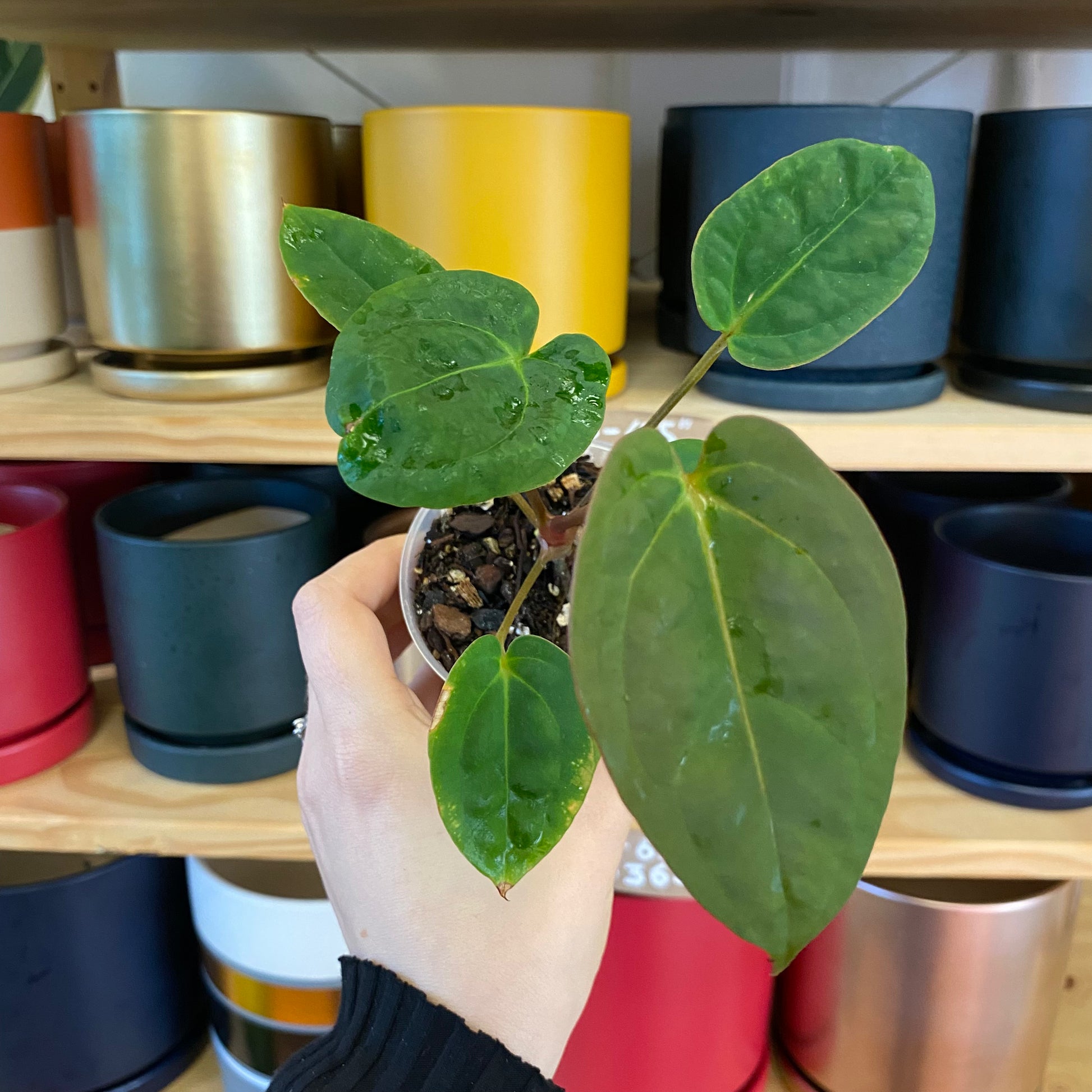 anthurium melano Anthurium papillilaminum x dr. block – The Plant Lady SF
