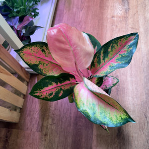 Aglaonema rotudum 'Red Desire'