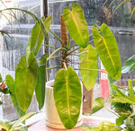 Load image into Gallery viewer, Philodendron &#39;Jose Buono&#39;
