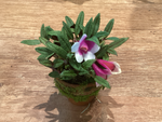 Load image into Gallery viewer, Dendrobium cuthbertsonii 2”
