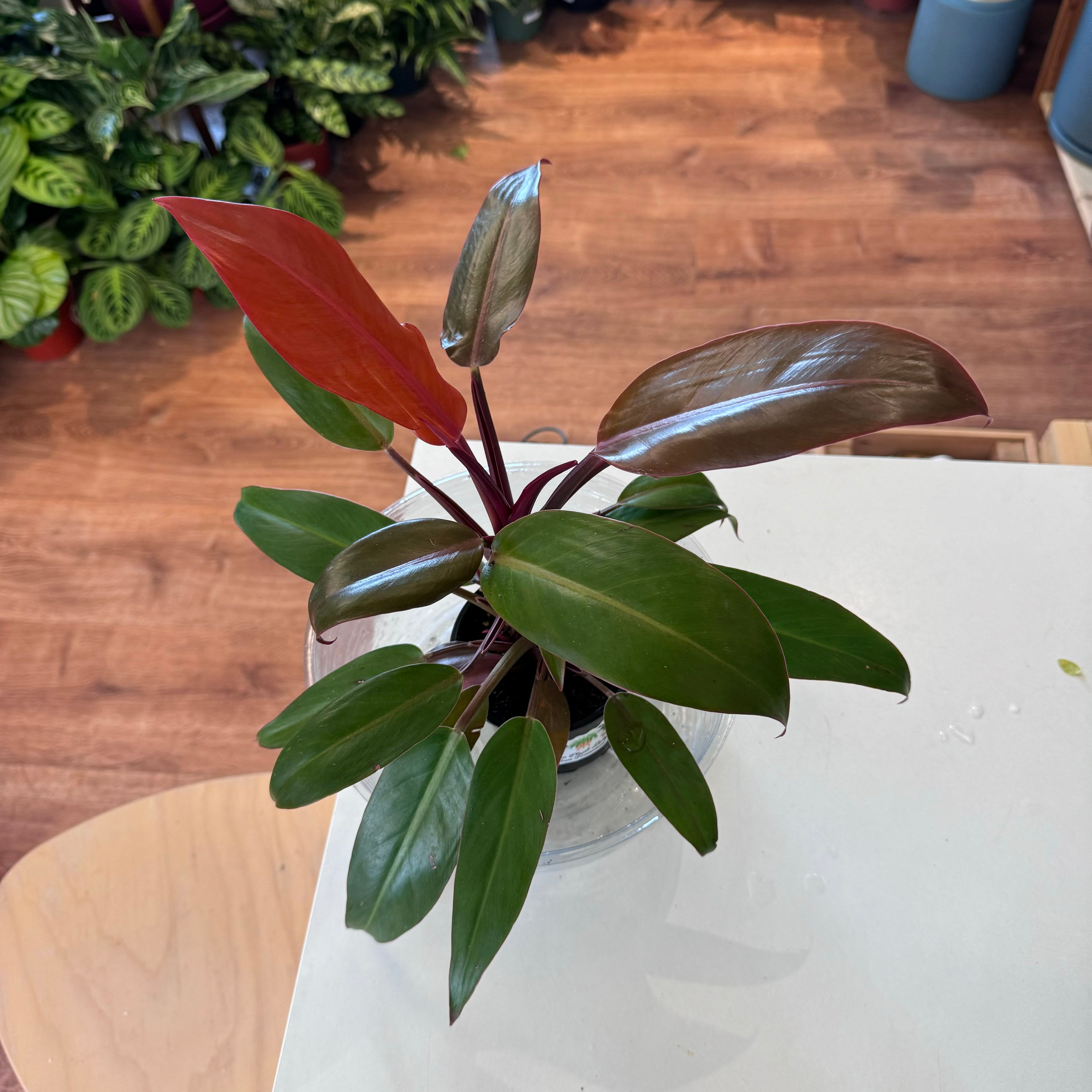 Philodendron ‘Sun Red’