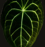 Load image into Gallery viewer, Anthurium “Masquerade”
