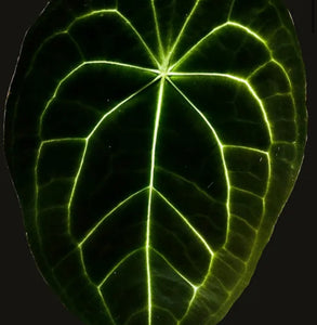 Anthurium “Masquerade”