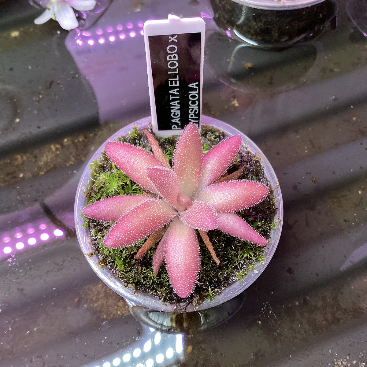 Pinguicula agnata ‘El Lobo’ x gypsicola