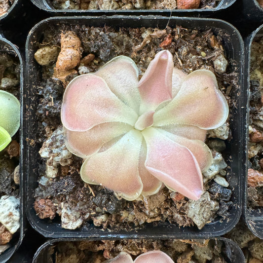 Pinguicula ‘Kewensis’