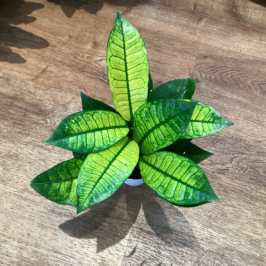 Croton ‘Iceton’