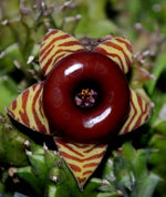 Load image into Gallery viewer, Stapelia zebrina
