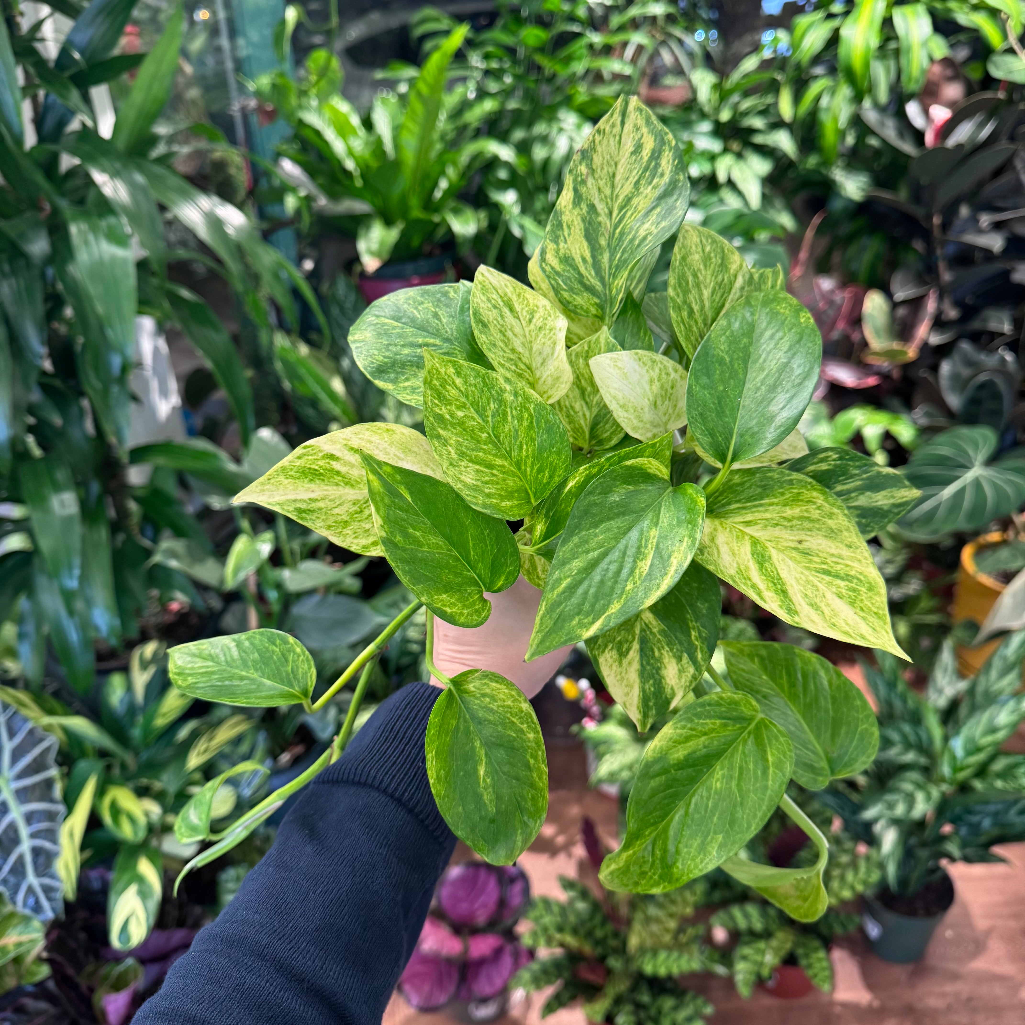 Pothos Epipremnum aureum 'Alta Voltagem' AKA "Neon Queen"