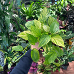 Load image into Gallery viewer, Pothos Epipremnum aureum &#39;Alta Voltagem&#39; AKA &quot;Neon Queen&quot;
