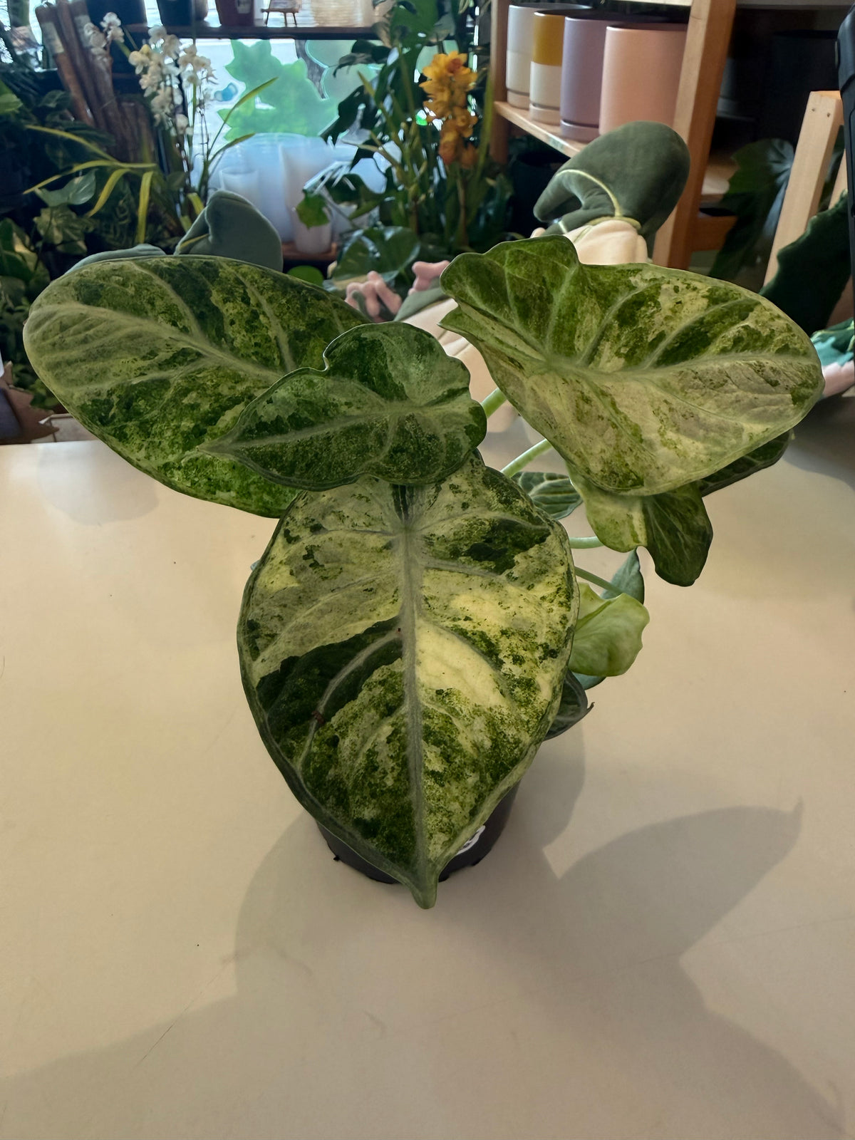 Alocasia "Ninja Tricolor" variegated