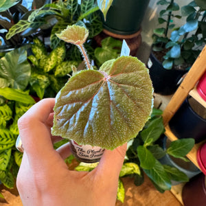 Begonia emerald glow