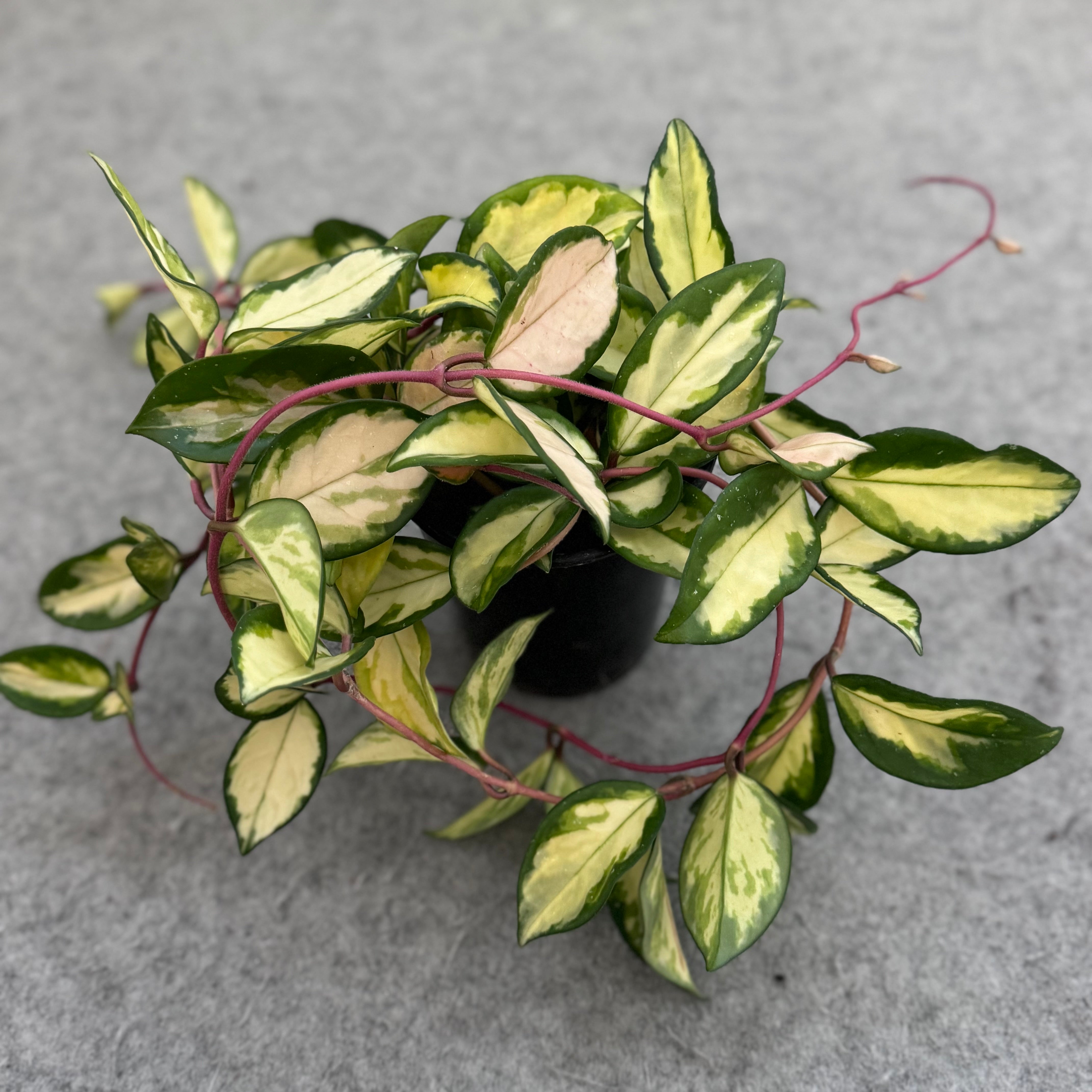 Hoya carnosa 'Krimson Princess' (also goes by 'Tricolor')