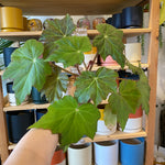 Load image into Gallery viewer, Begonia Immense
