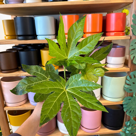 Fatsia japonica 'Camouflage'