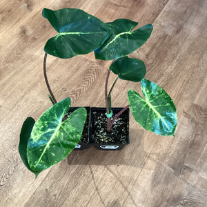 Alocasia macrorrhiza ‘New Guinea Gold’