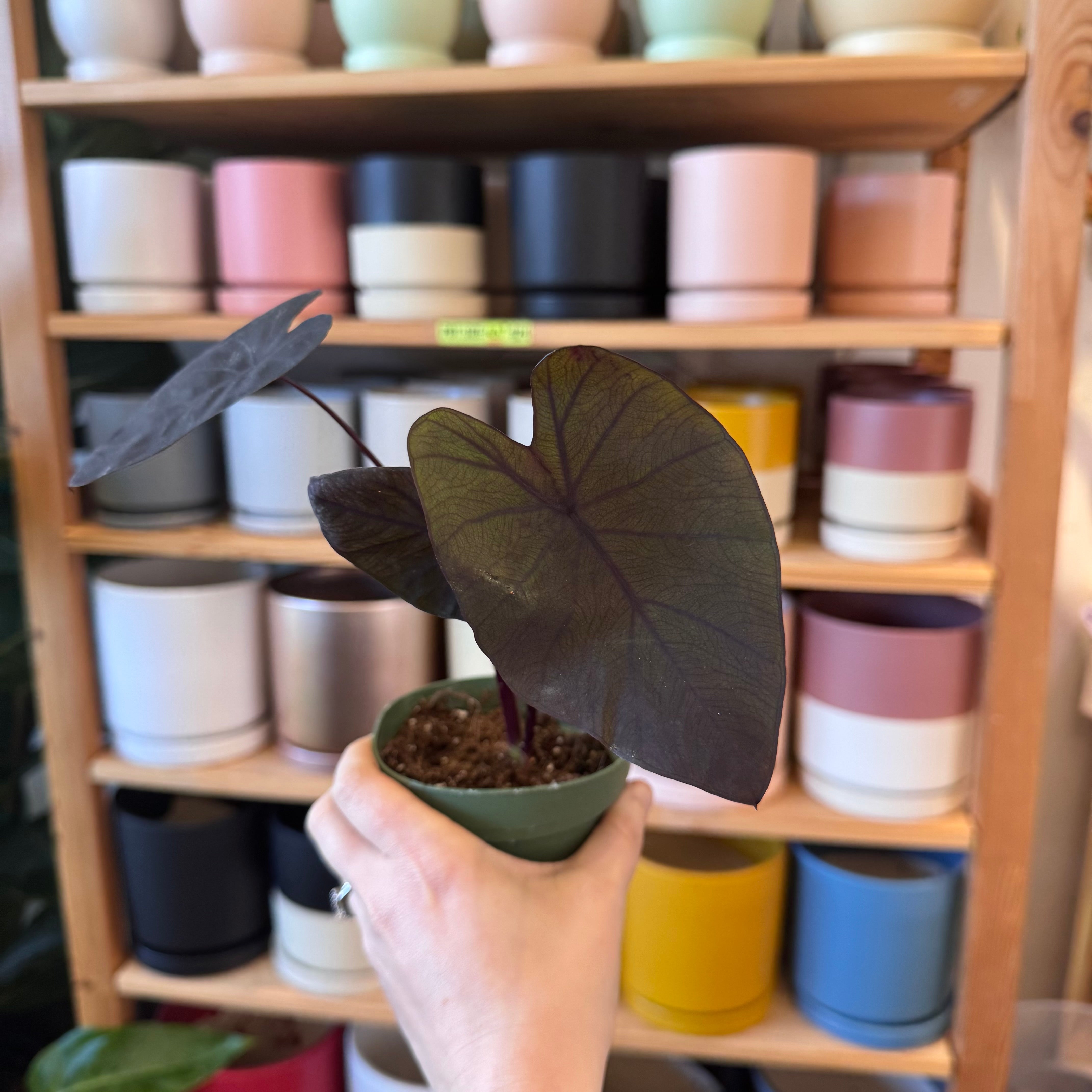 Colocasia "Black Magic"