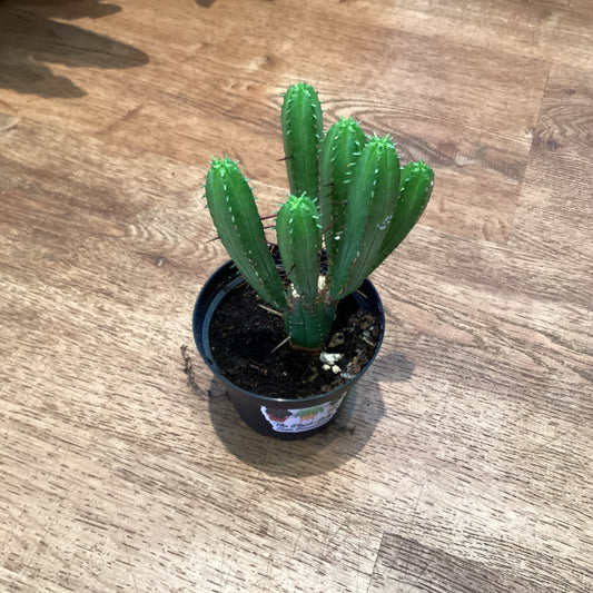 Euphorbia enopla