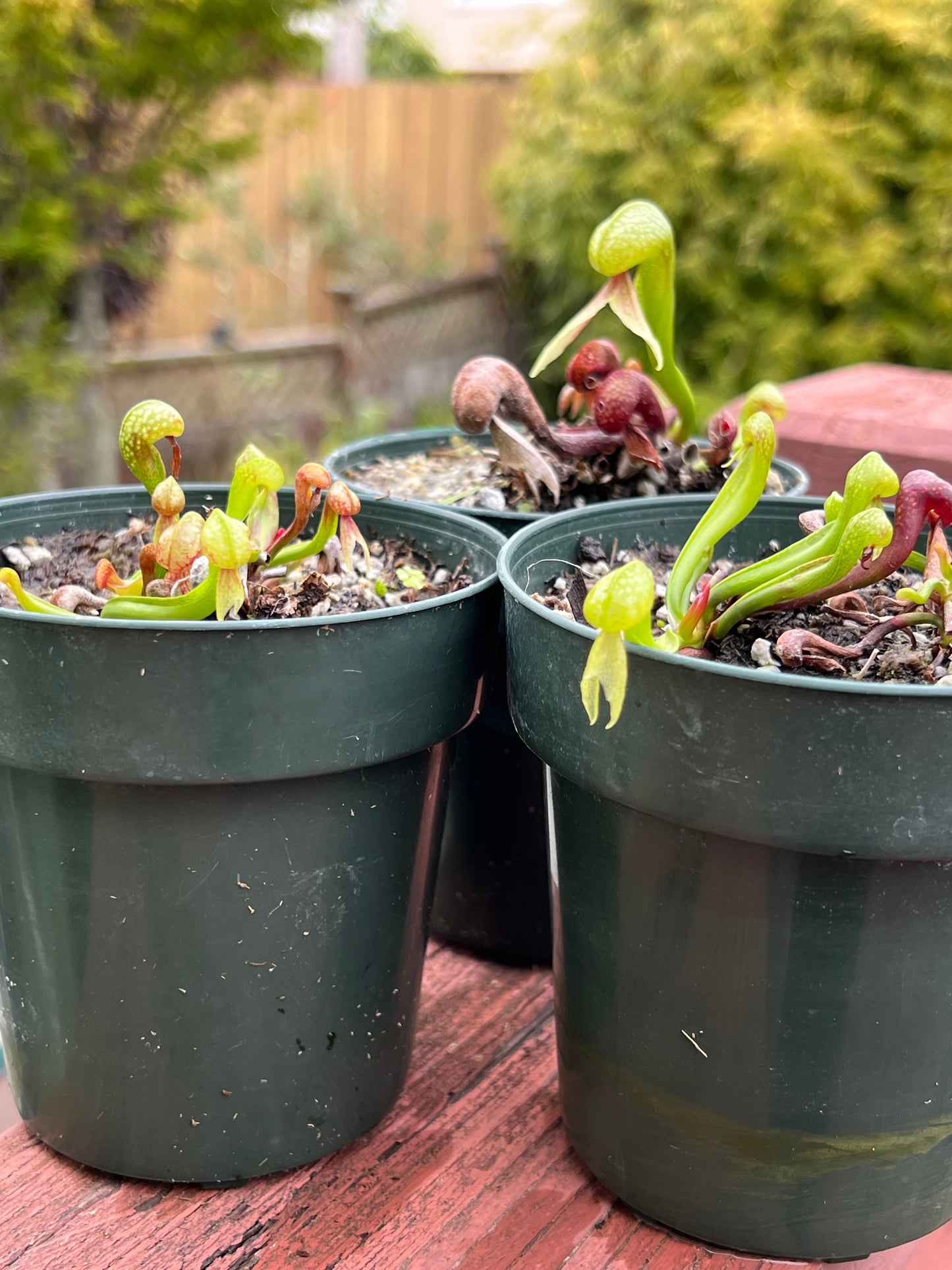 Darlingtonia california