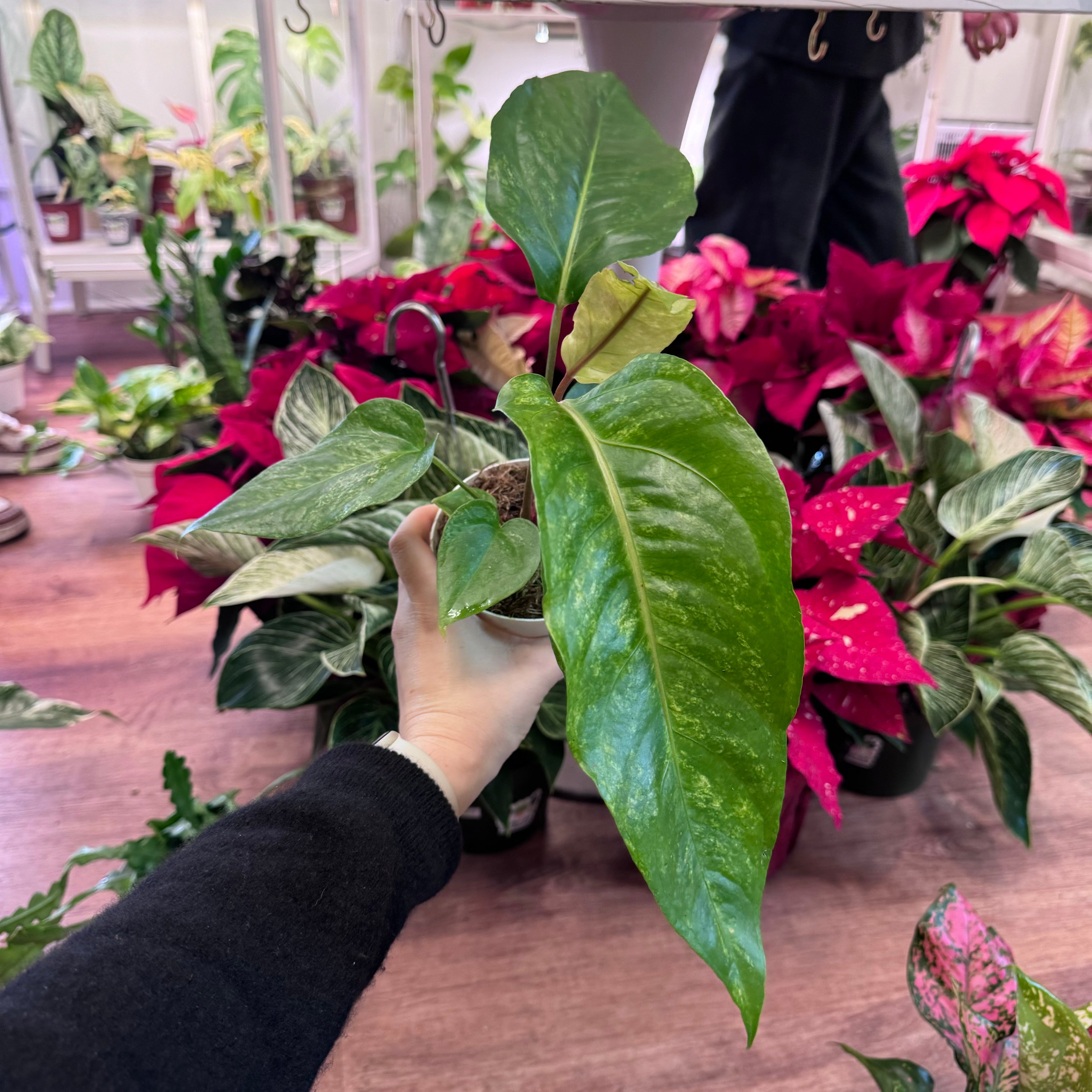 Anthurium hookeri 'Variegated'