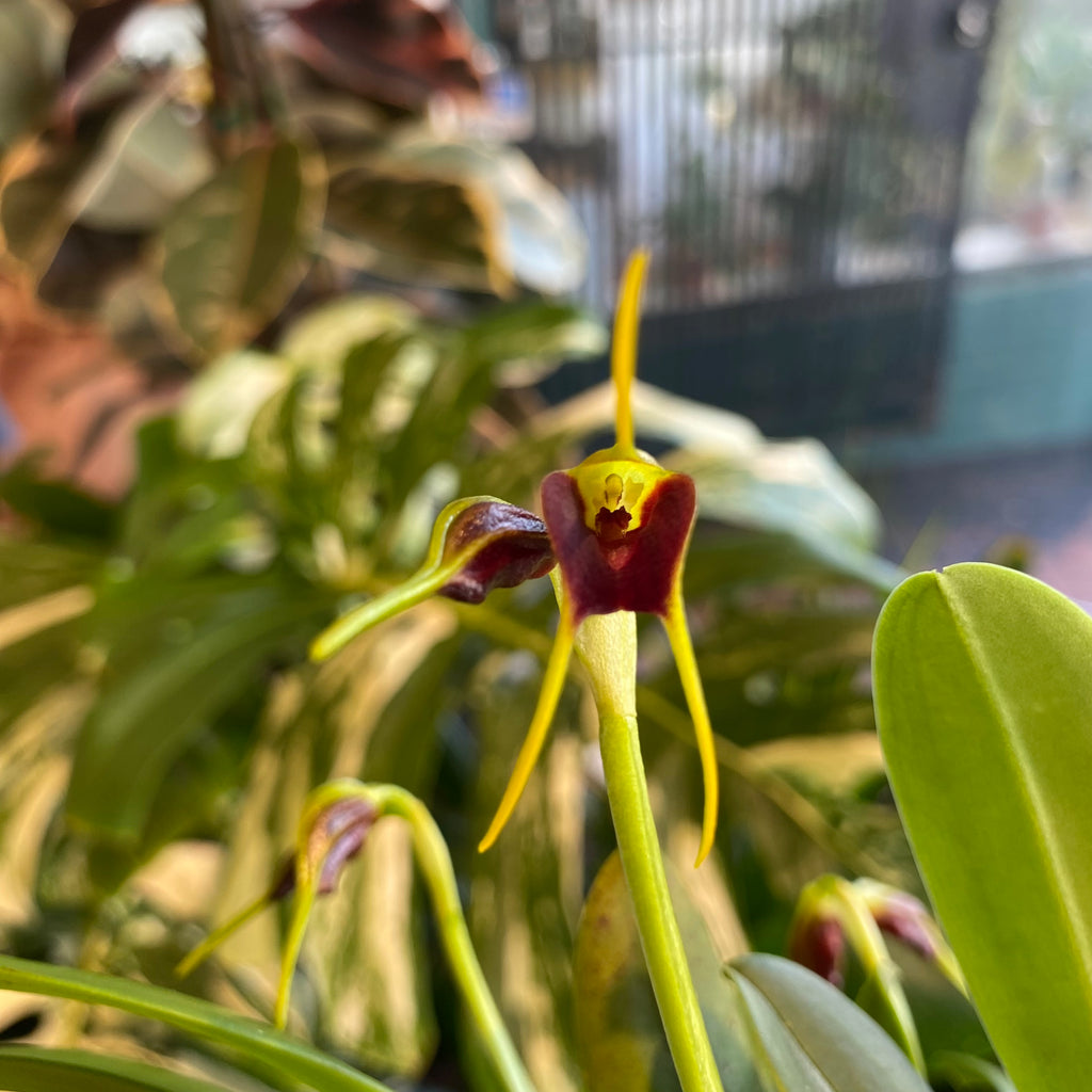 Masdevallia bicolor 