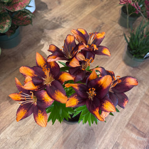 Peruvian Lilly (local pick up only)