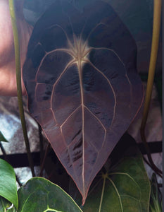 Anthurium carlablackiae x forgetii seedlings