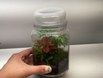 Load image into Gallery viewer, Terrariums  by Linden Moss
