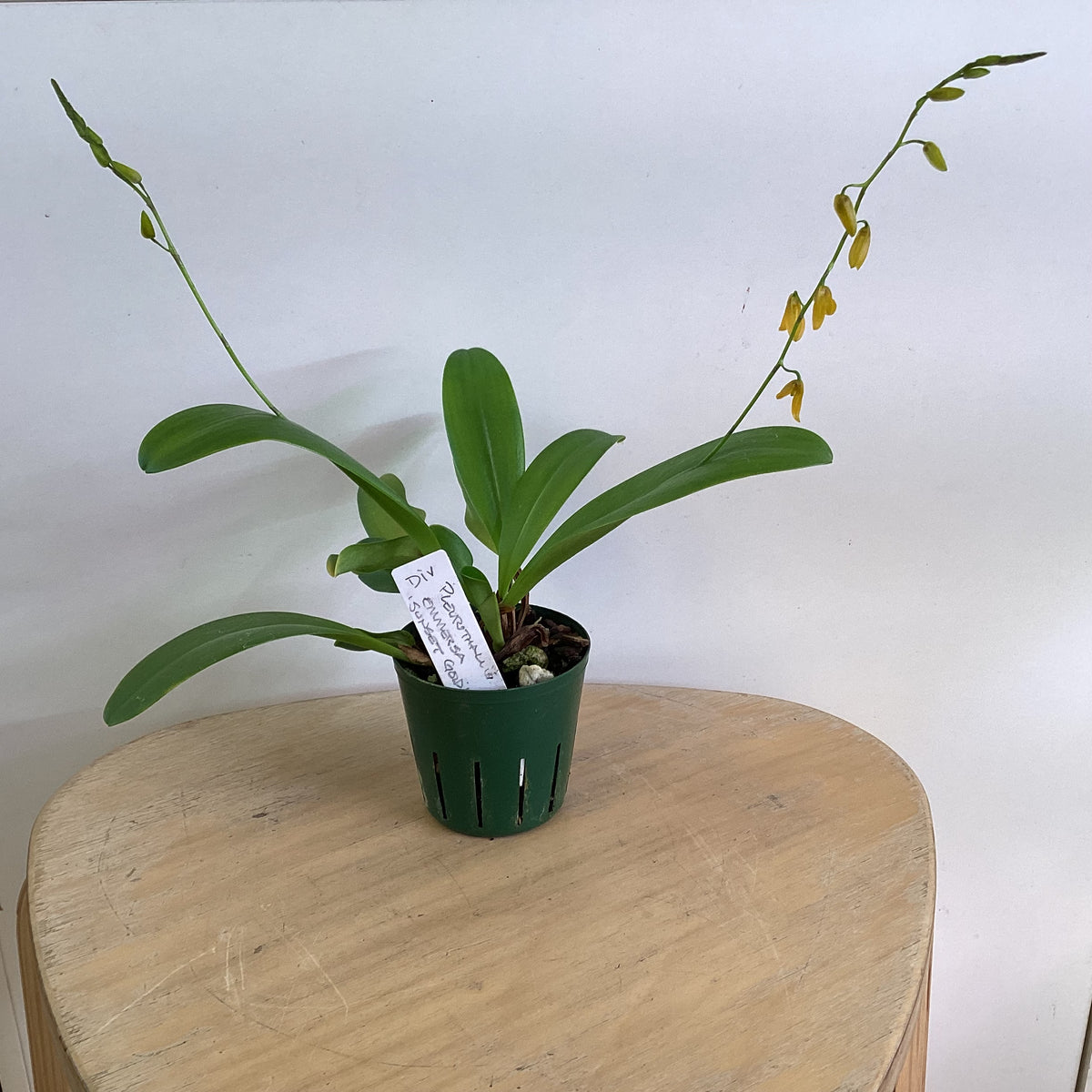 Pleurothallis emmersa ‘Sunset Gold’