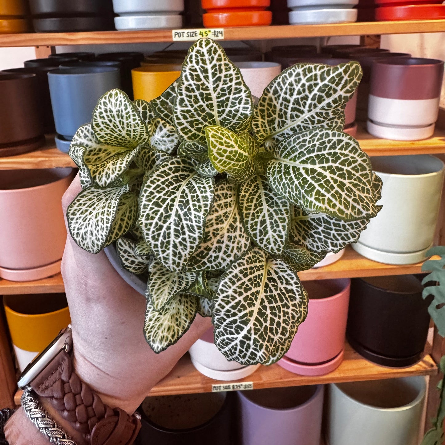 Fittonia ‘Whisper'