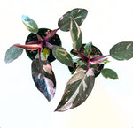 Load image into Gallery viewer, Philodendron &#39;Pink Princess&#39;
