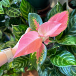 Load image into Gallery viewer, Aglaonema Pink Pearl
