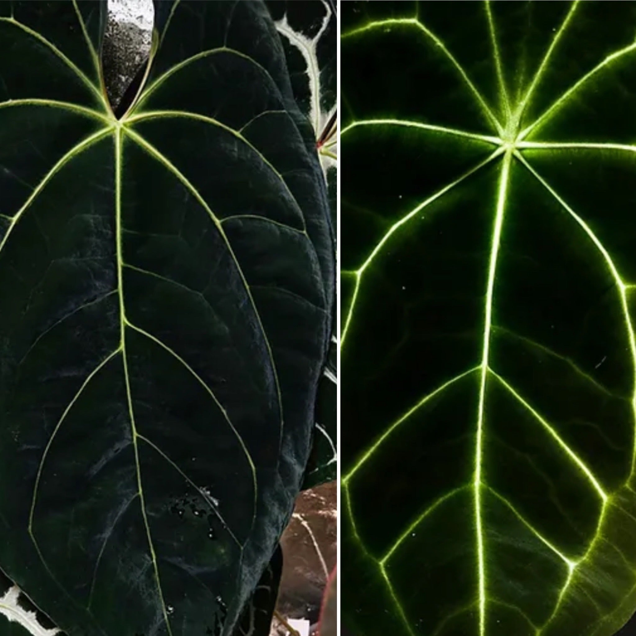 Anthurium “Masquerade”