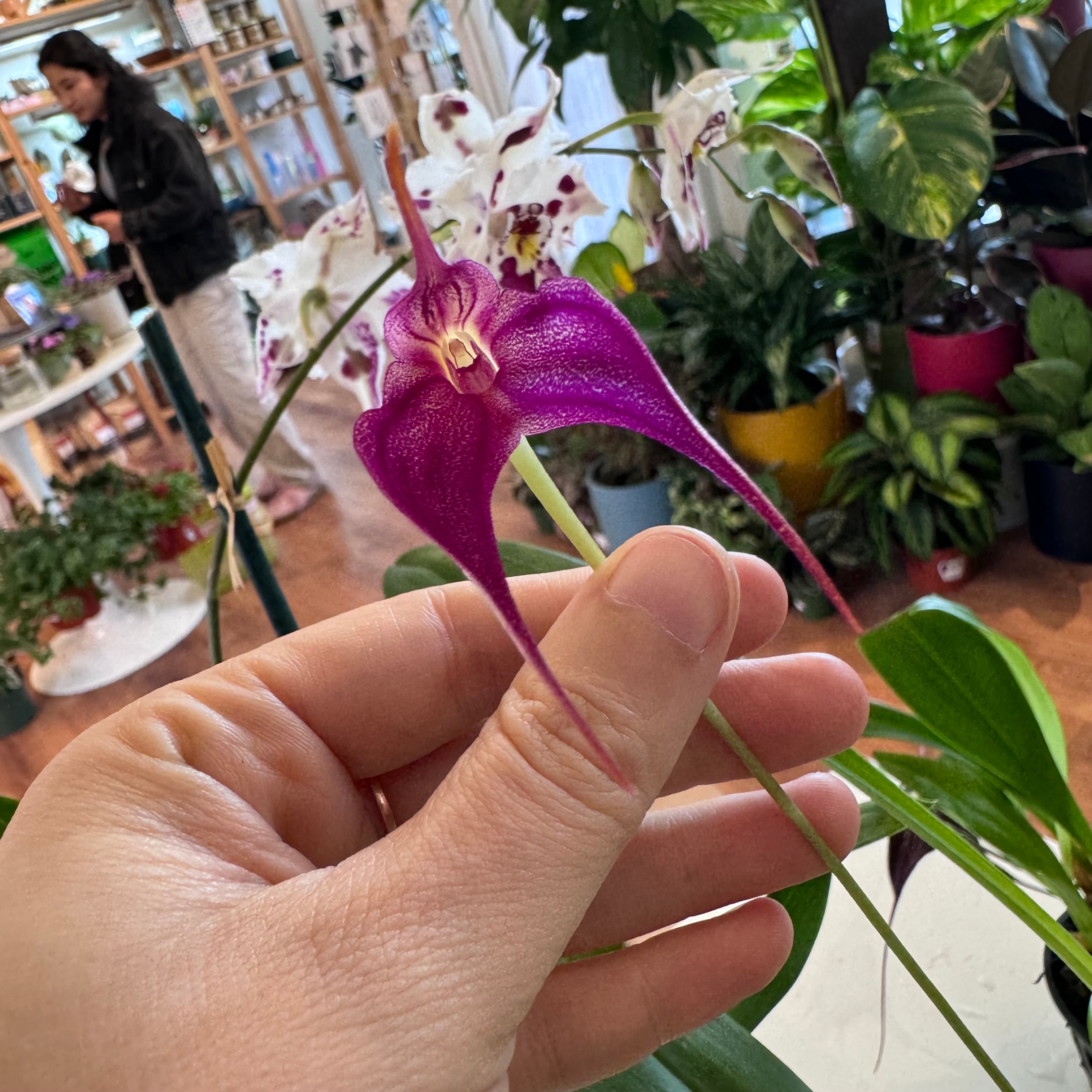 Masdevallia (Red Flamingo x Laevis)