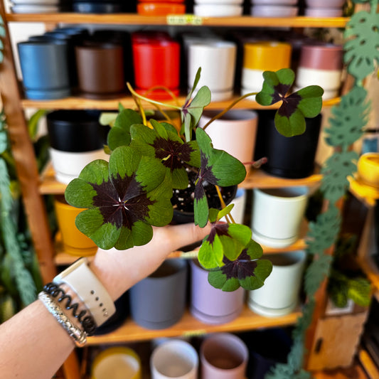 Oxalis tetraphylla ‘Iron Cross’
