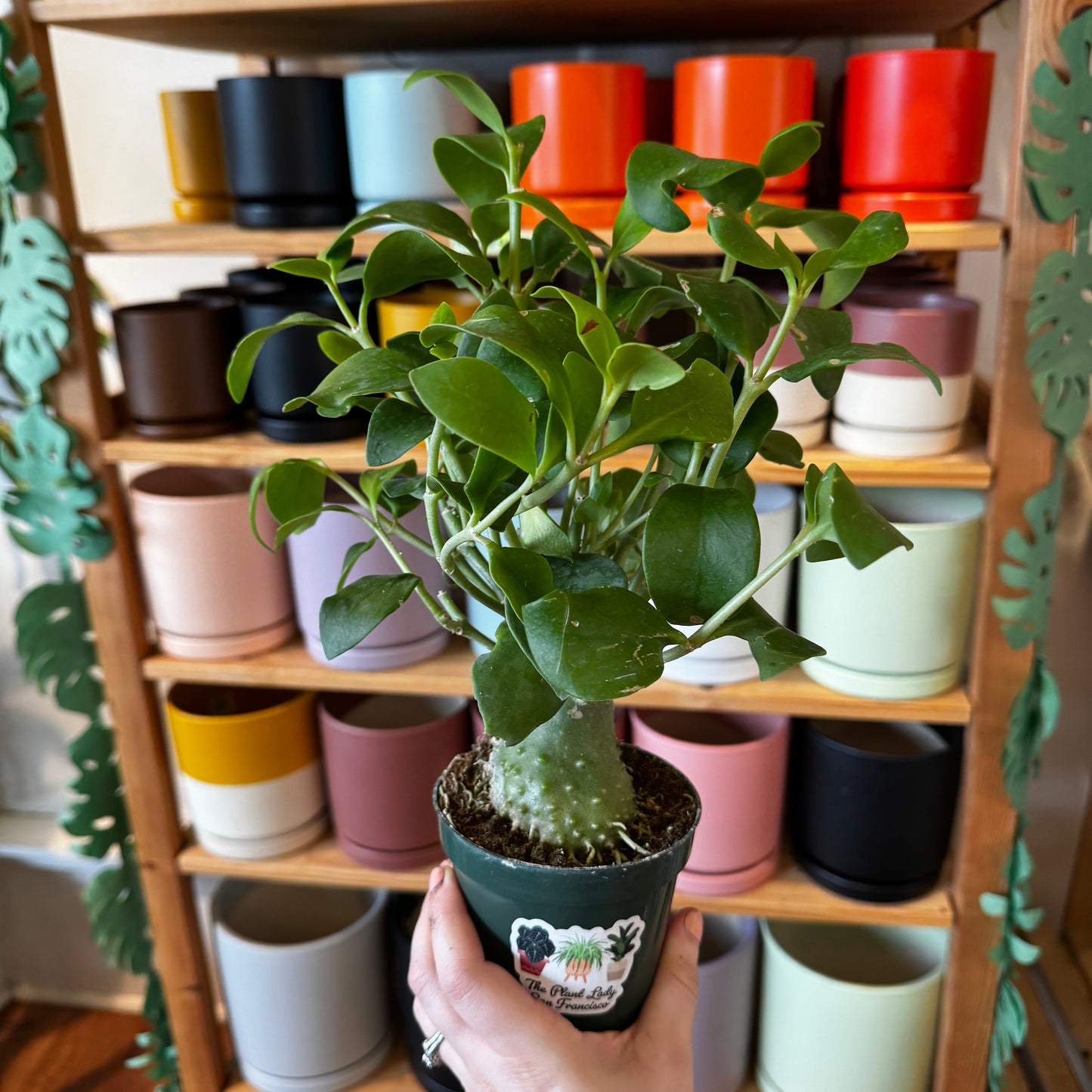 Hydnophytum papuanum