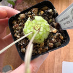 Load image into Gallery viewer, Pinguicula NOID
