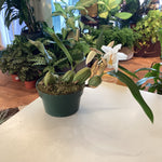 Load image into Gallery viewer, Coelogyne cristata ‘The Queen’
