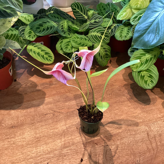 Masdevallia Mardi Gras Tiger (MGH ‘SS’ x chaparensis ‘Sunset Leopard’)