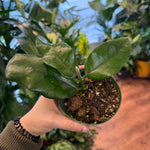 Load image into Gallery viewer, Hoya globulosa
