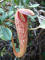 Load image into Gallery viewer, nepenthes klossii
