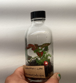 Load image into Gallery viewer, Terrariums  by Linden Moss
