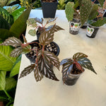 Load image into Gallery viewer, Begonia mayensis
