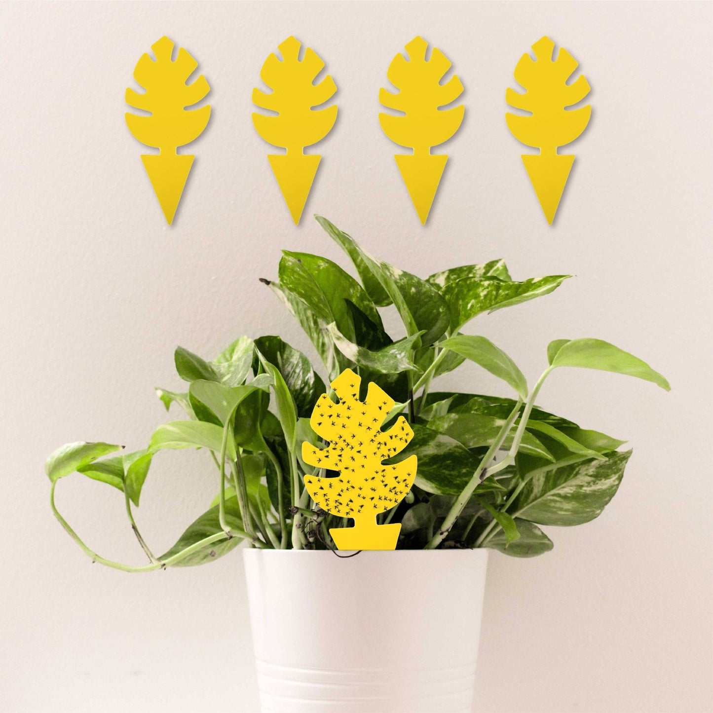 30 Pcs Per Pack Monstera Leaf Yellow Sticky Traps for Gnats - The Plant Lady SF