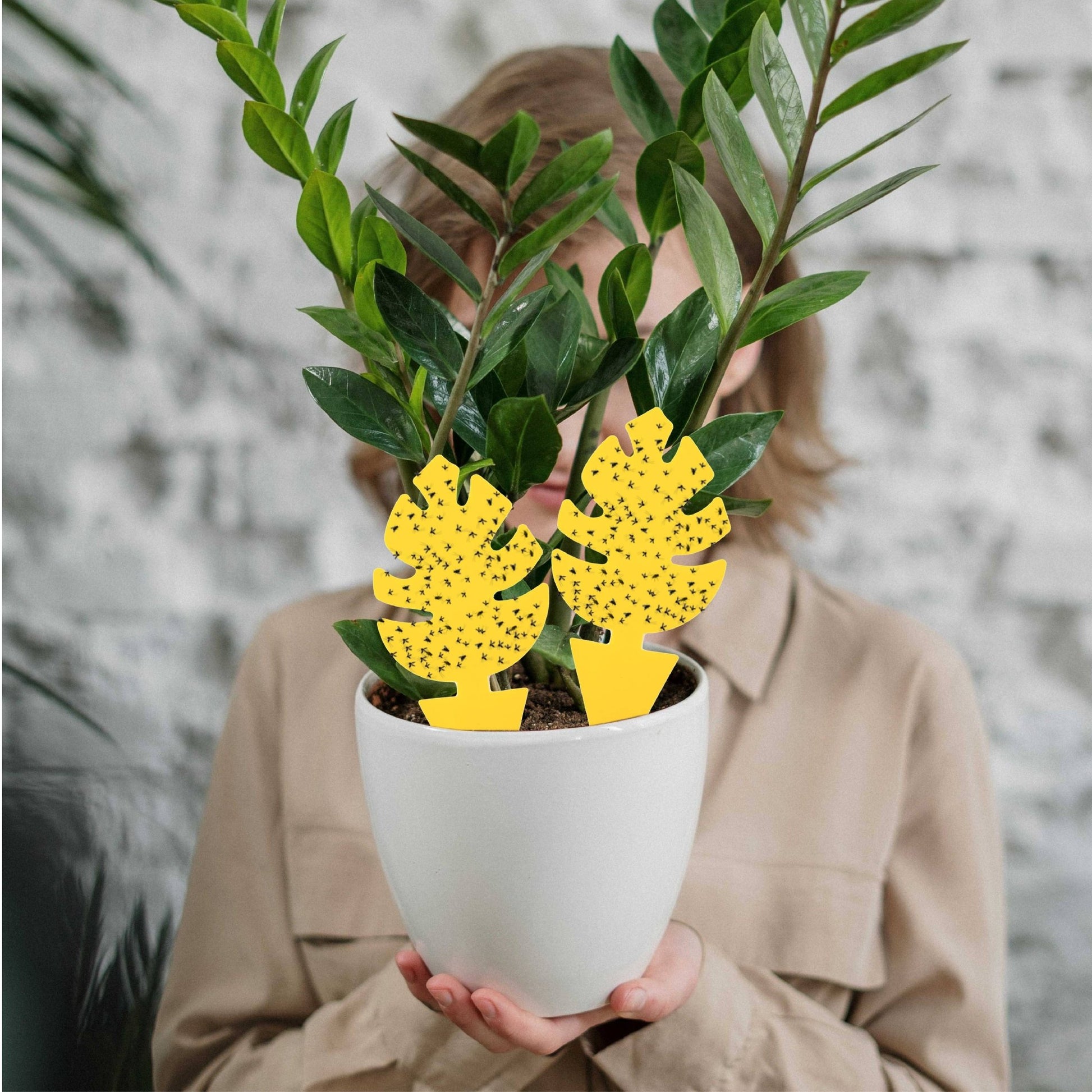 30 Pcs Per Pack Monstera Leaf Yellow Sticky Traps for Gnats - The Plant Lady SF