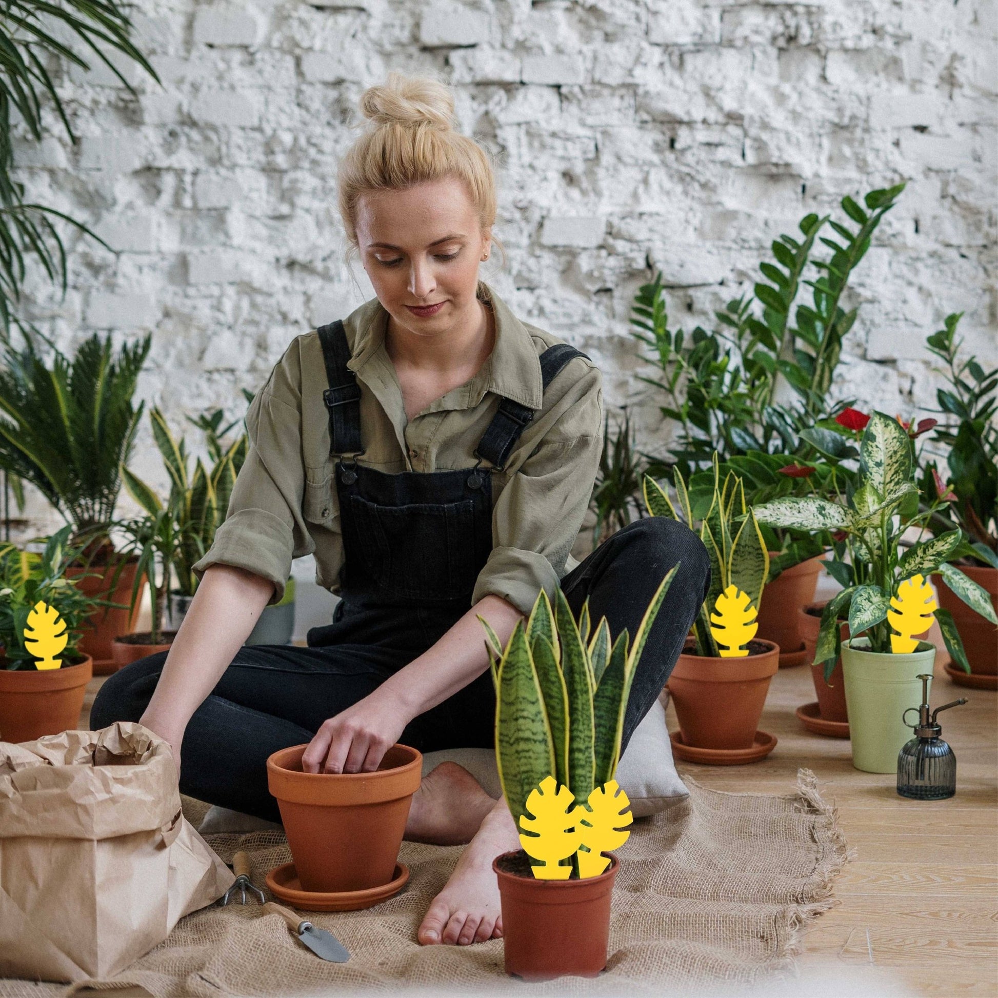 30 Pcs Per Pack Monstera Leaf Yellow Sticky Traps for Gnats - The Plant Lady SF