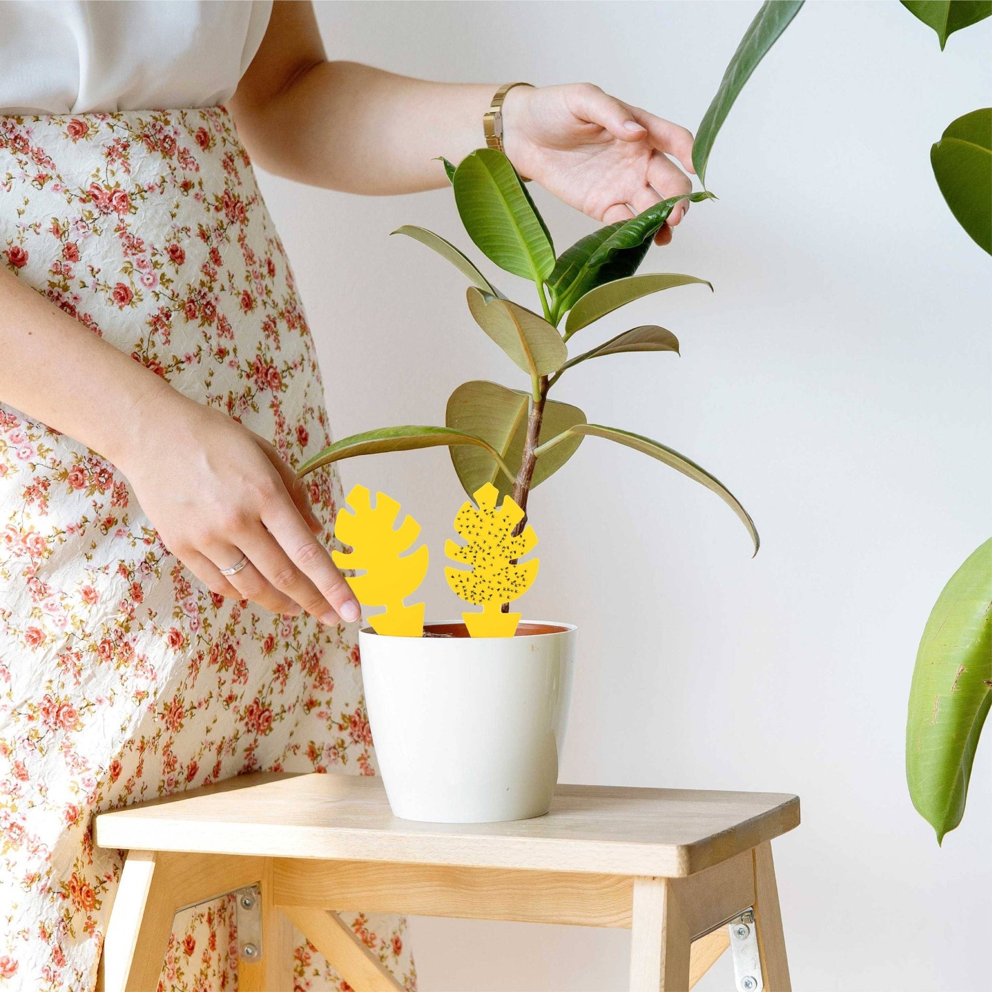 30 Pcs Per Pack Monstera Leaf Yellow Sticky Traps for Gnats - The Plant Lady SF