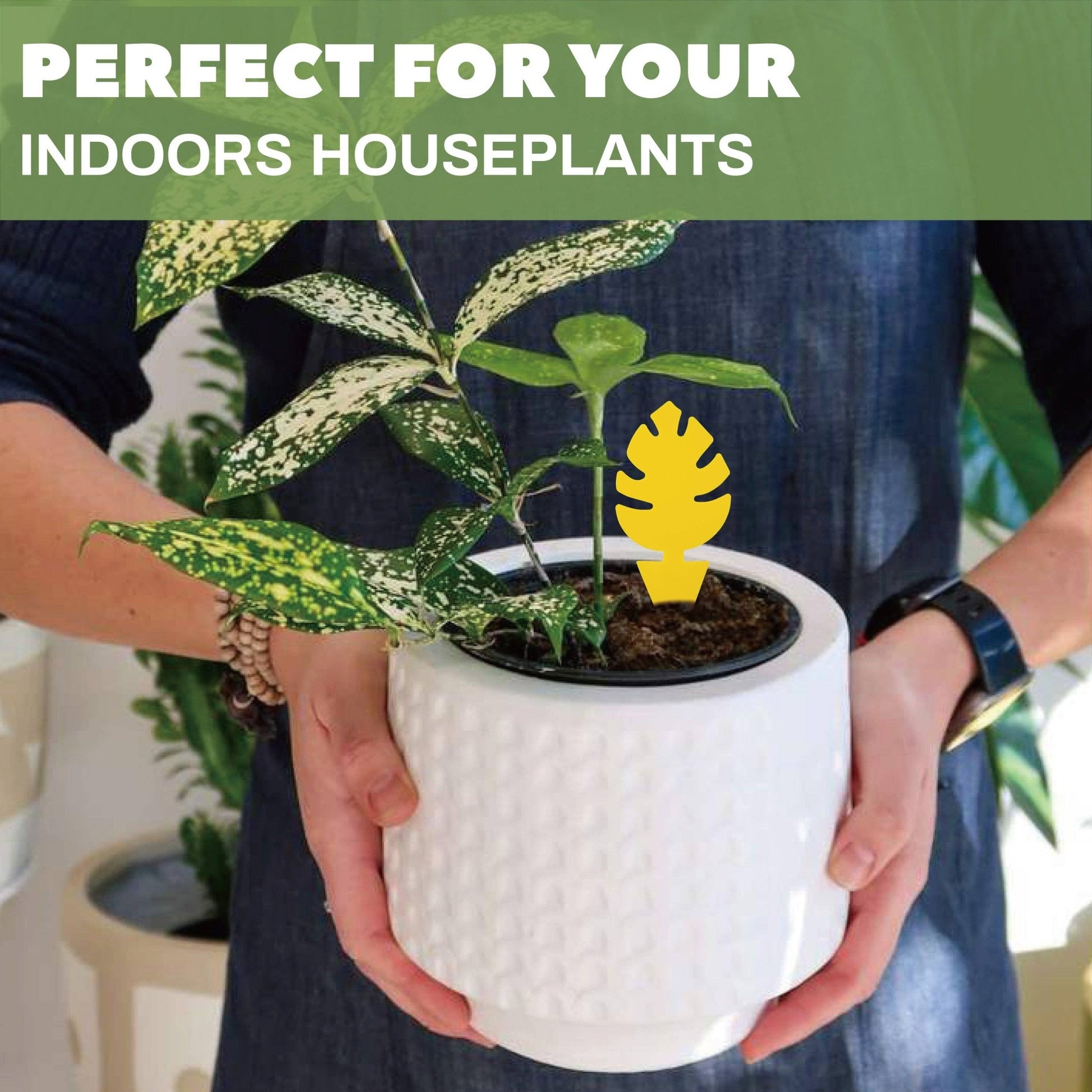 30 Pcs Per Pack Monstera Leaf Yellow Sticky Traps for Gnats - The Plant Lady SF